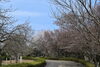 引揚記念公園「引揚記念公園　桜情報」