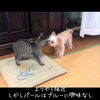 「猫のブルーと看板娘パールが初対面」