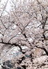 桜きれいです「4月7日(月)今日営業しています！」
