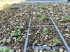 先週の中学生がまいた小カブの芽🌱「中学2年生と挑戦した、玉ねぎとインゲン豆の種まき体験」