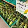 「高原産とうもろこしは毎日入荷します！」