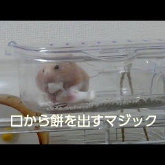 マジシャン！？口から滝のように出すマジックおもしろ可愛いハムスターcute funny hamster magic　＃19