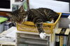 「プロの方に撮ってもらった」