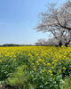 「西都花祭り」