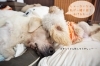 「みんなで介護【犬社会でも助け合い♪】」