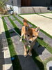「ワンちゃんの為の特別なプライベートドッグラン作り。」