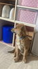 呼び方は、ウーちゃんです。「迷子の犬を探してます」