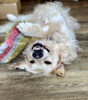 サクラちゃんはオモチャで楽しんでます(^▽^)「９月おやすみのご案内です」