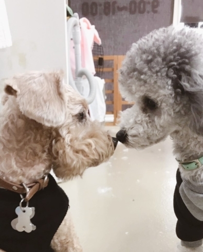 「明けましておめでとうございます★新潟市犬の保育園♪犬の社会化わんちゃんのトリミングHappyTail」