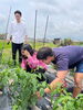 収穫体験「夏休み、お子さん連れて、、、」