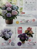 紫陽花は長く楽しめるのも人気の理由の一つです。「♪母の日・父の日受付スタートしました♪」