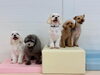 じろうくん♡ぷっかくん♡リーチくん♡こなつちゃん♡クーくん「ましゅまろ幼稚園🐾」