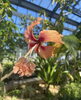 「温室植物園の中でもカフェをお楽しみ頂けます♪【福井韓国風カフェHugpopo ハグポポ】」