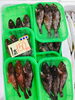 「魚魚市場鮮魚コーナーおすすめは「チコ鯛・エゾバフンウニ」です♪」