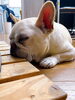 呼んでも聞こえないふりしてあります(°_°)「朝からソワソワ…の理由(°_°)」