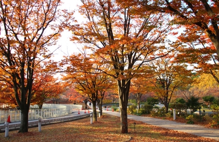 新潟市の紅葉スポット 新潟市のおでかけ情報まとめ まいぷれ 新潟市 新潟市の紅葉スポット 新潟市のおでかけ情報まとめ まいぷれ 新潟市