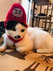「猫カフェKuro 新年のごあいさつ！」