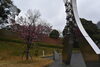 「桜の木々がピンクに染まり始めました」