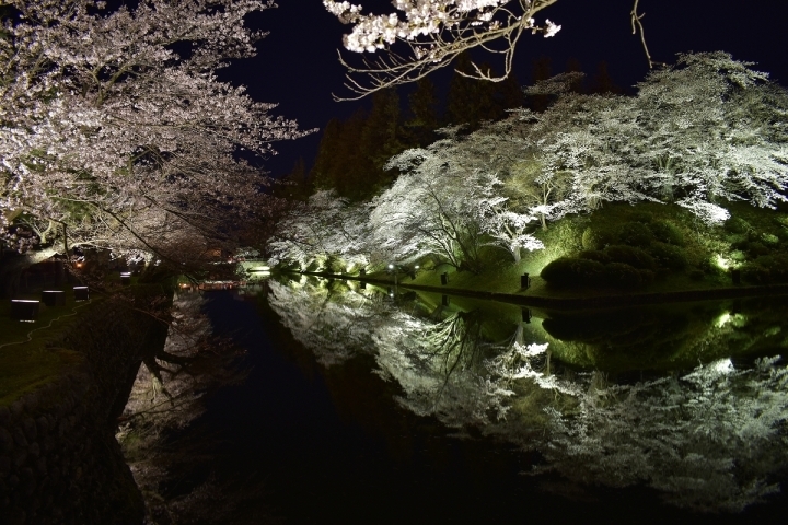 約0本の桜 お堀の水面に映り美しさ倍増 松が岬公園 上杉神社 お花見するならここ 米沢市 南陽市 東置賜郡高畠町 東置賜郡川西町の桜特集 まいぷれ 米沢