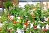 大きい観葉植物も置いています「【はなやHOK皆生店】父の日ギフトいかがでしょうか？」