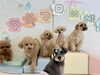 にこ♡ぷぷ♡まる♡嵐♡ジョア　写りたい小夏　笑「ましゅまろ幼稚園🐾」