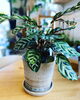 「植木鉢入荷しました」