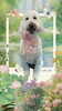 「Dog salon mofu mofu　余市町」
