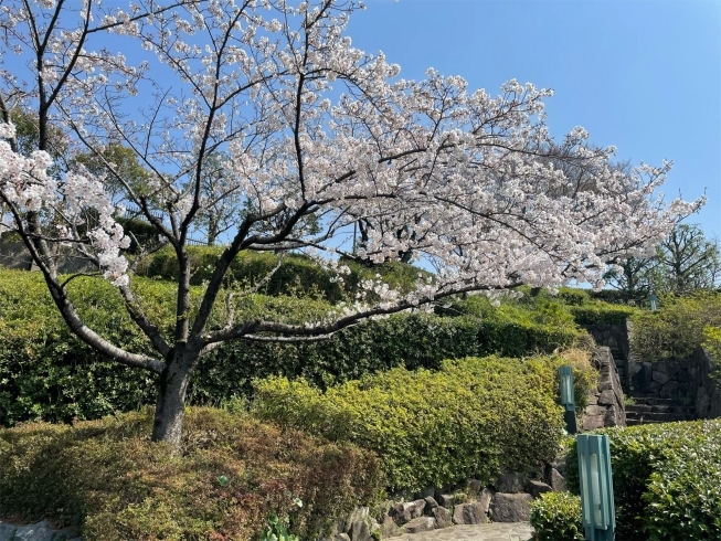 「濃いピンク色が綺麗♪ 春の柴又江戸川土手『芝桜（しばざくら）』が元気に咲いてます♪」