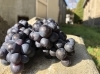 「New Release『PINOT NOIR 2019』」