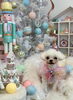 ちゃちゃちゃん「MerryXmas🎄」