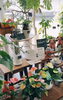 「インテリアにおすすめ♪ 観葉植物入荷しました！【越前市/花屋/生花/フラワーアレンジメント/ふるーれ・T】」