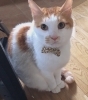 蝶ネクタイ似合ってるよ！ふー君「いろいろなタイプの猫ちゃん！お任せ下さい」