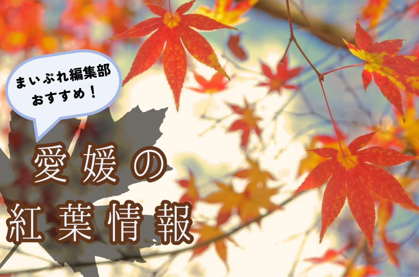 紅葉情報 愛媛の秋を楽しみましょう♪（松山・伊予・東温・松前・砥部