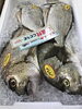 「魚魚市場鮮魚コーナーおすすめは「水イカ」です♪」