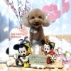 トイプードルカット「🐶シュナウザー、トイプードル、トリミングのお友達🌸」