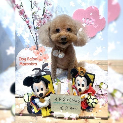 トイプードルカット「ðŸ¶ã‚·ãƒ¥ãƒŠã‚¦ã‚¶ãƒ¼ã€ãƒˆã‚¤ãƒ—ードルã€ãƒˆãƒªãƒŸãƒ³ã‚°ã®ãŠå‹é”🌸ã€