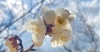 フローラルガーデンよさみにて 梅の花を堪能してきました まいぷれ刈谷知立編集部が行く まいぷれ 刈谷 知立