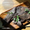 鹿肉ジャーキー「鹿肉ジャーキー　はじまる　/小樽障害福祉事業所らしくワーク」