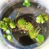 水草、食虫植物、多肉植物入荷しました！ | casa fiore（カーサ
