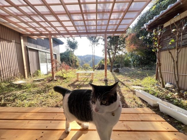 和心村のグランピングに可愛い猫が暮らしていますよ「【グランピング知識を紹介するその①】グランピングとは？グランピングの歴史は？」