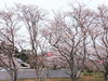 「【西条市 丹原町久妙寺】久妙寺の桜が満開です！」