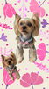 「Dog salon mofu mofu　余市町」