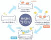 骨代謝のバランスが崩れると骨粗しょう症に「骨粗しょう症を知りましょう！」
