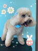 「可愛い子ちゃん♡ Dog salon mofu mofu 余市町」