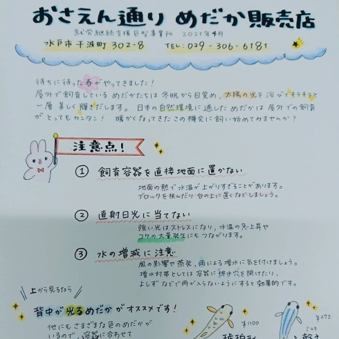 「『おさえん通りめだか販売店』4月のチラシのご紹介です(・∀・)!!」