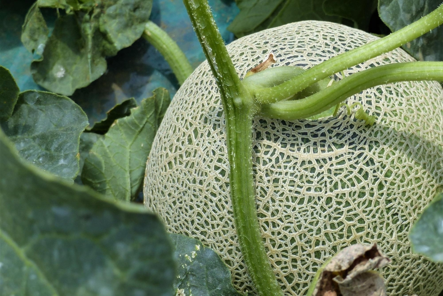 有 ライフステージ フォレストパーク メロンの森 春と秋のメロン狩り 常陸牛bbq ふるさと納税で日本を元気に 鉾田市 まいぷれ 鉾田市 有 ライフステージ フォレストパーク メロンの森 春と秋のメロン狩り 常陸牛bbq ふるさと納税で日本を元気に 鉾田市 まいぷれ 鉾田市