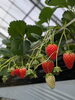 いちごいーっぱいあるよ〜🍓「ゴールデンウィークのいちご狩り空いてます🍓」