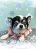 「Dog salon mofu mofu　余市町」