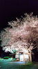 「義仲橋の桜満開！今が見頃ライトアップ中！【木曽・上伊那の情報発信　ポータルサイト】」