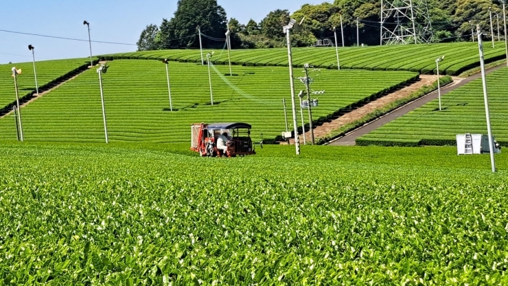 お茶畑「新茶の季節到来(^^)」